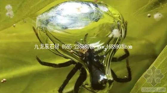 盤點(diǎn)仿生界的五大景觀奇跡